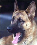 Gunther.jpg (6273 bytes)